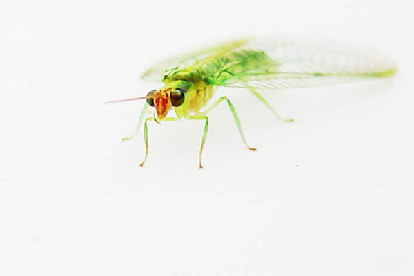 Curious green fly